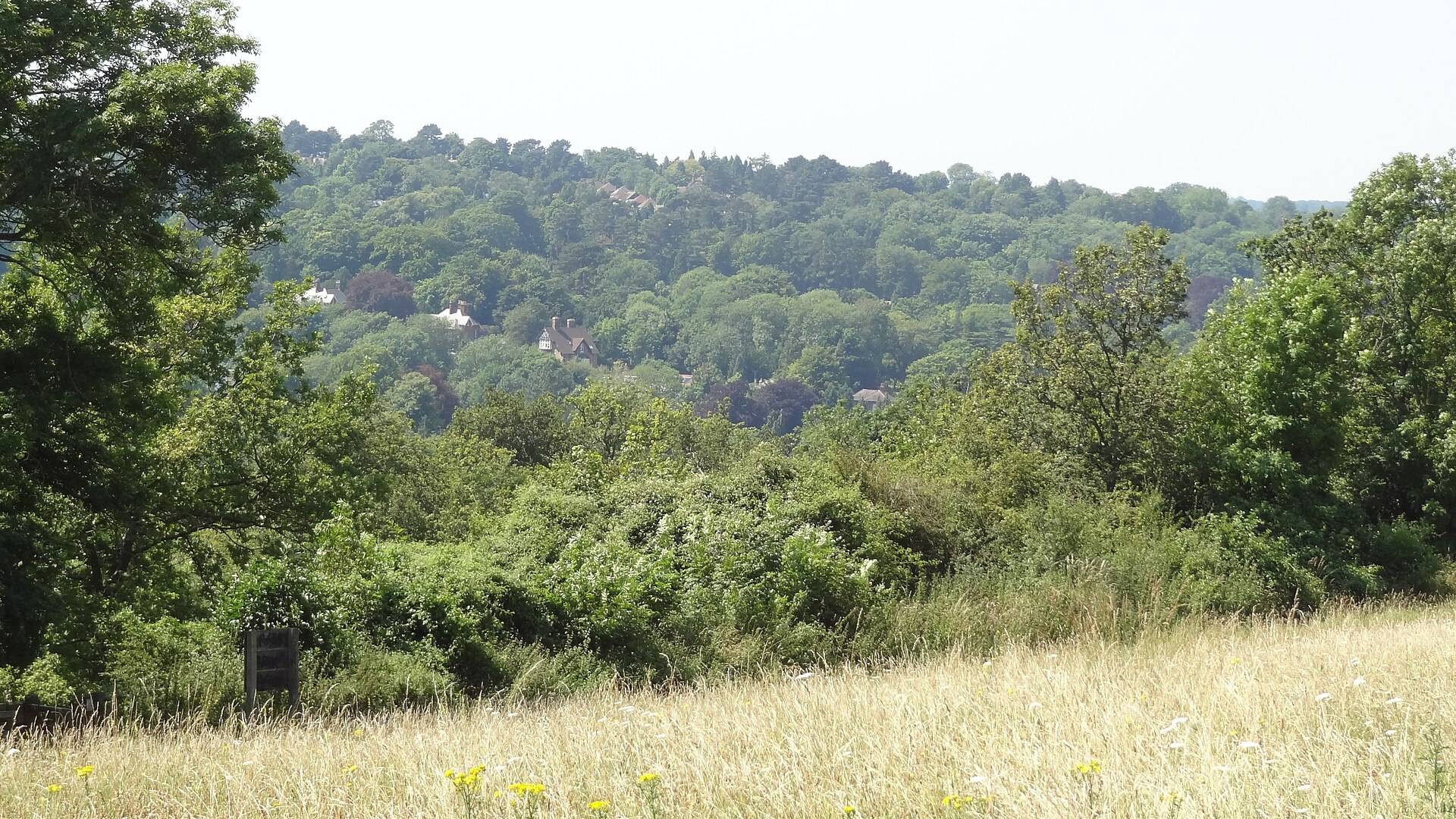 Wooded hills seen from Riddlesdown Common in the leafy south of the borough
